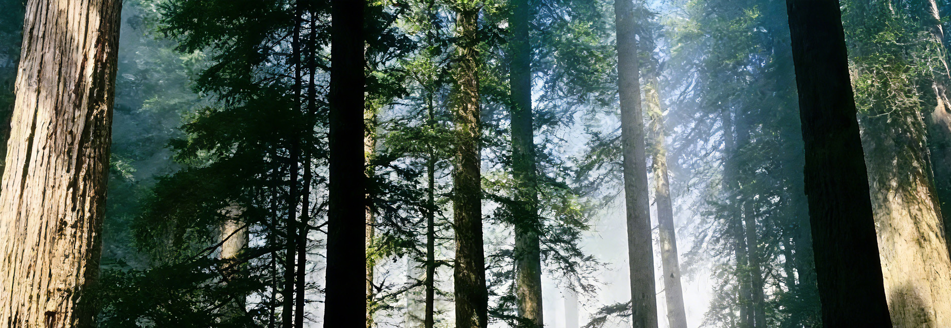 广东吉胜纺织 | 醋酸纤维面料：自然奢感，舒适之选