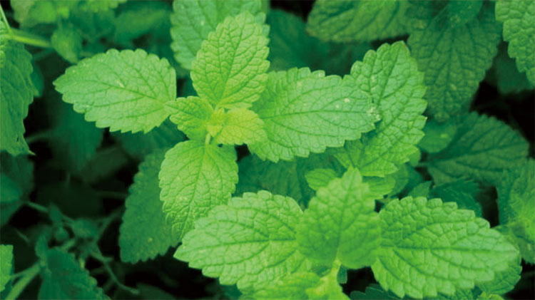 天然薄荷